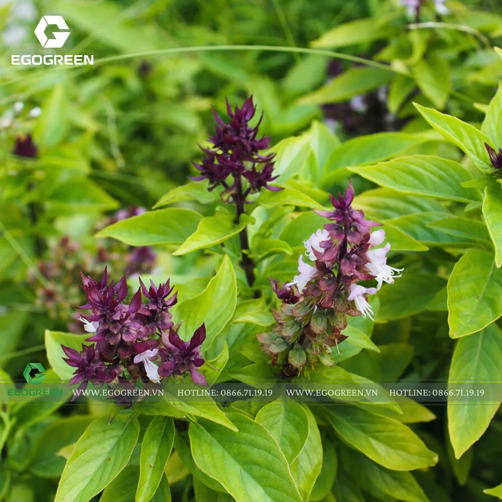 Cây húng quế mang dương khí mạnh.